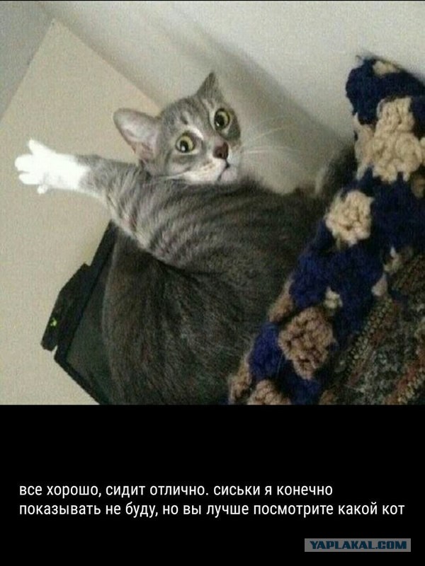 Самые артистичные кошки, достойные Оскара