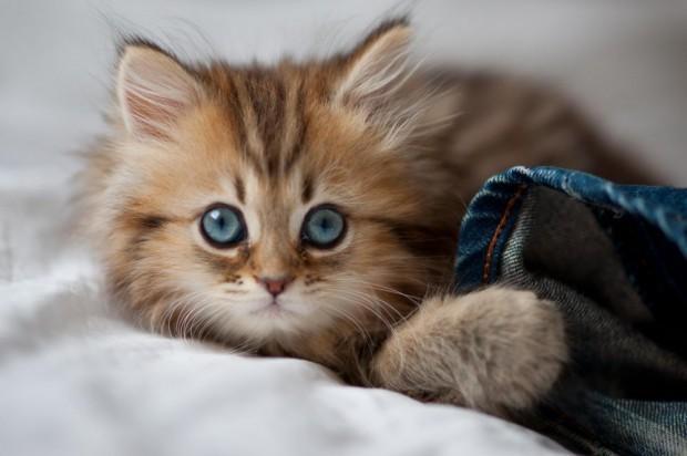 Коты и Кошки