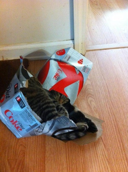 Коты и Кошки