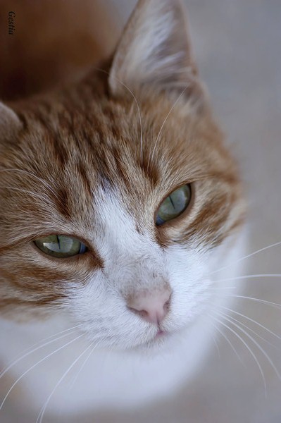 Коты и Кошки