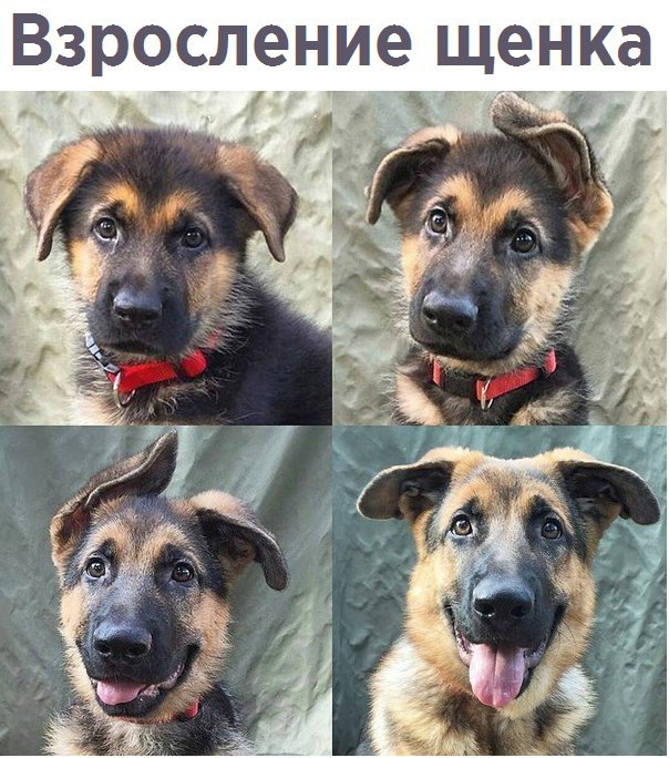 Живность из сети