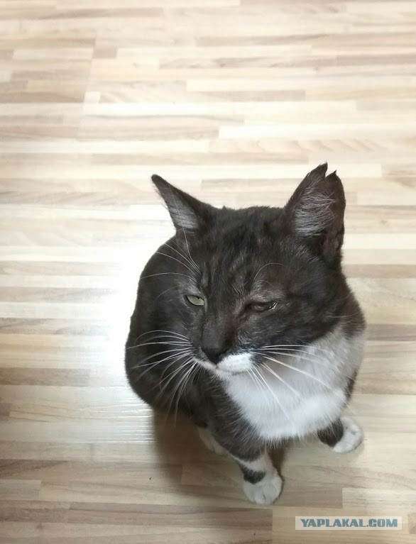 Котовторник 07.11.2017