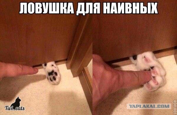 Котовторник  14.11.2017