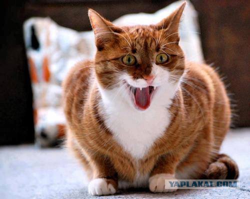 Котовторник 28.11.2017