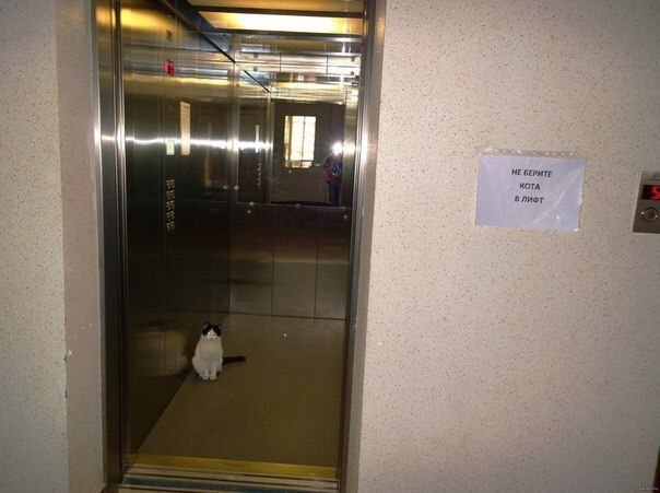 Просто картинки