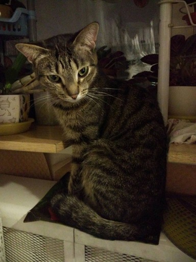 Котовторник  12.06.2018