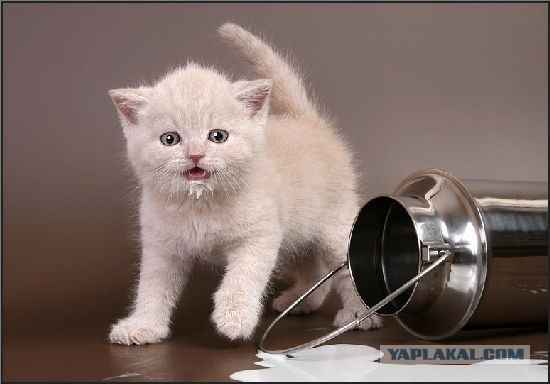 Котовторник на ЯПлакалъ (03.06), котята (31 шт)