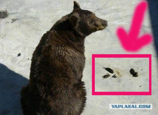 Спасение медведя