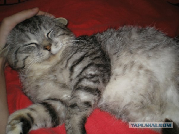 Котовторник, 19 октября