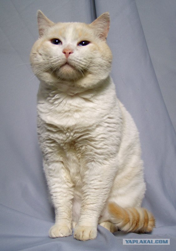 Котовторник с Максом