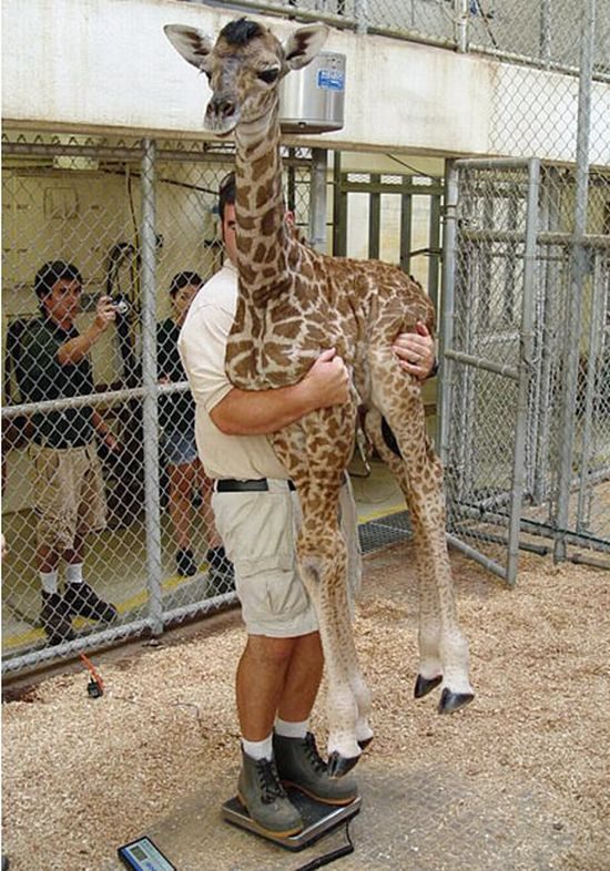 Весы для жирафа