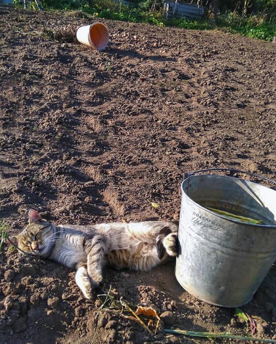 Немного милоты