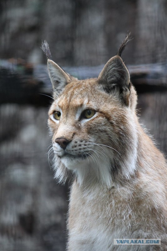 КОТОВТОРНИК (6.03.2012)