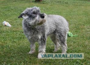 Веселый собак