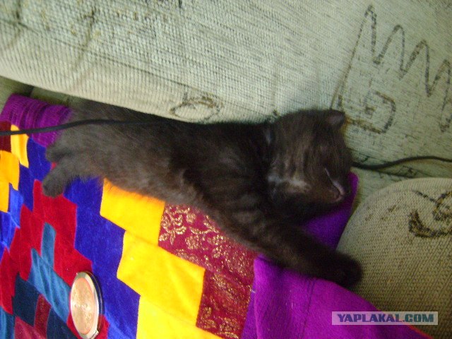 Котовторник   5.06.2012