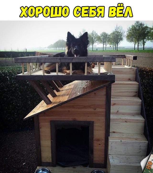 Милые животные. Мимиметр сломался