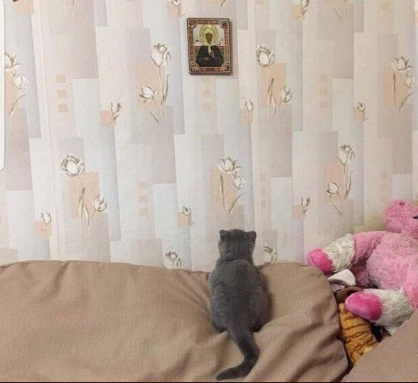 Котовторник! начнем? 04.06.19