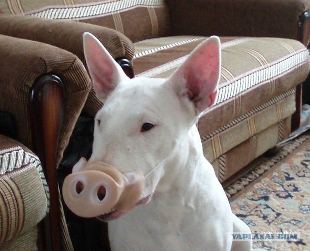 Чудеса маскировки