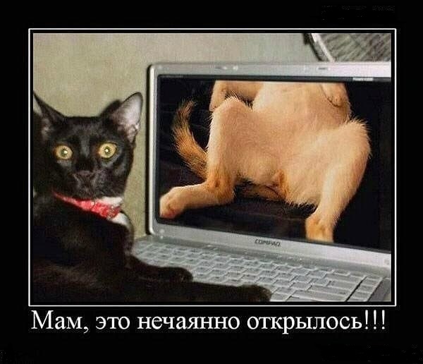 Так себе картинки #15