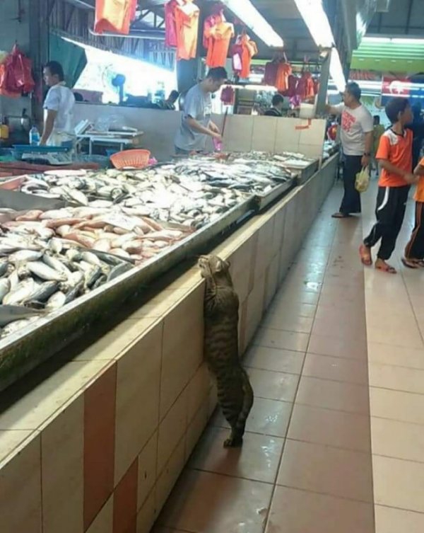 Эти забавные животные
