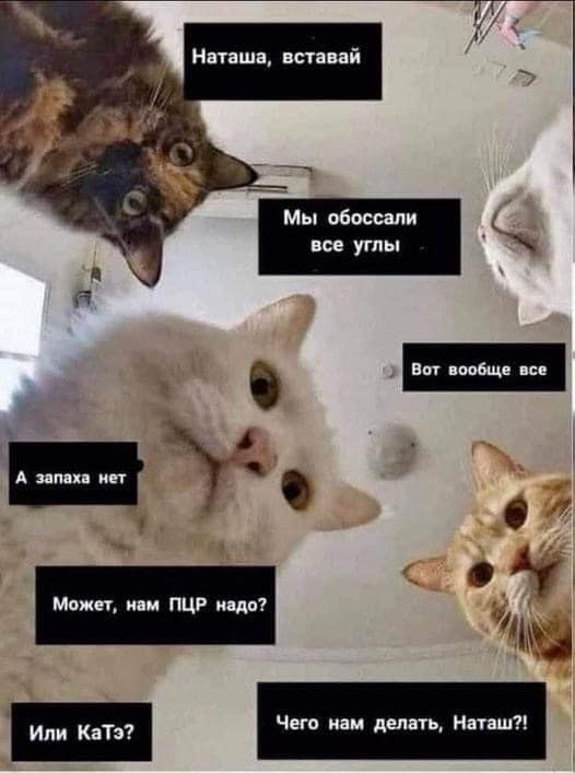 Фотографии, которые доказывают, что кошки самые большие сволочи