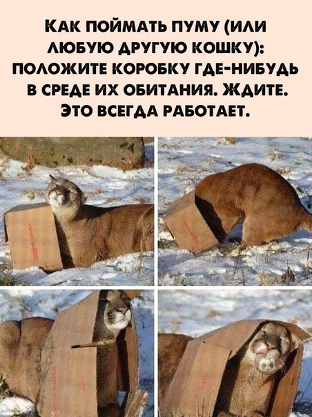 Картинки и мемы для настроения 015