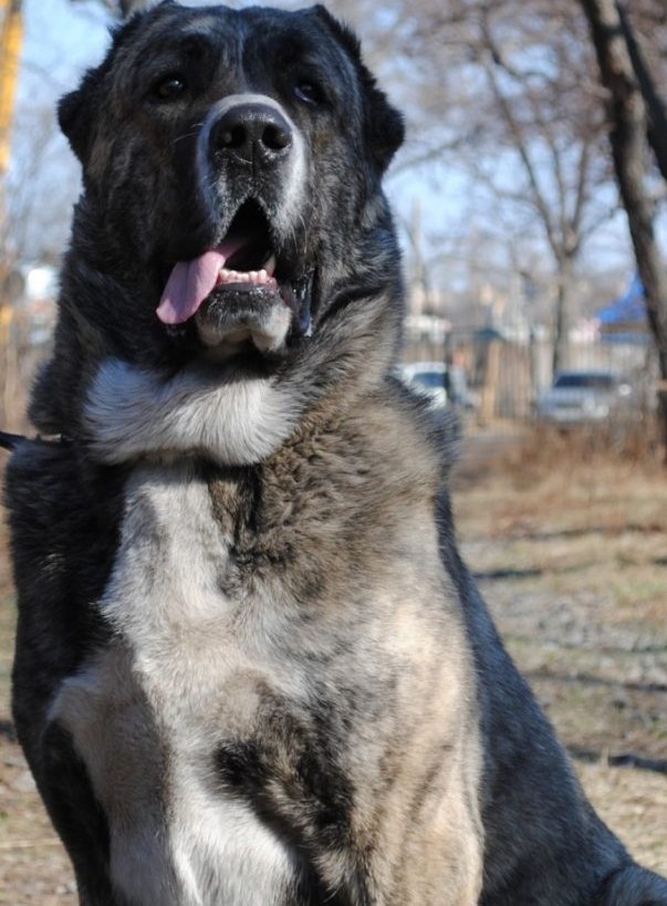 В Севастополе доберман набросился на хозяйку приюта бродячих собак, он покусал женщину и случайного прохожего