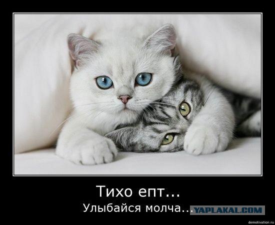 Собака лает на проезжающие авто