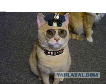 Злостные нарушители ПДД