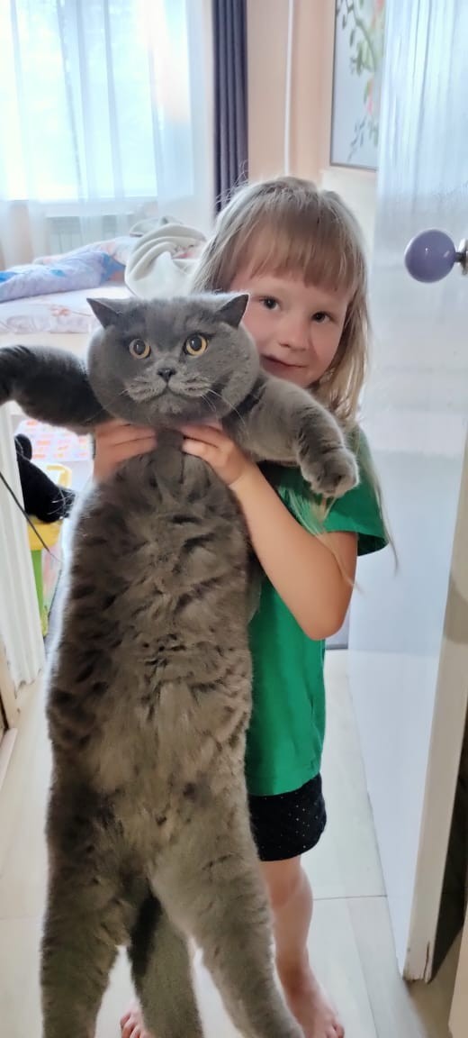 Котовторник же очередной