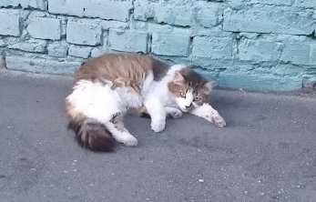 Котовторник (свои добавляем)