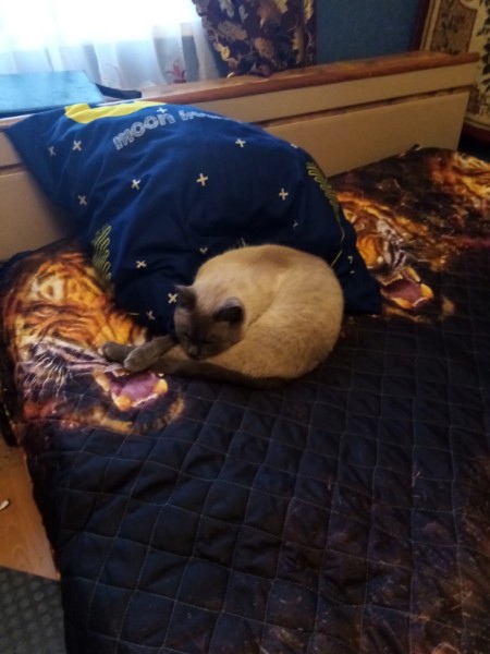Последний котовторник лета