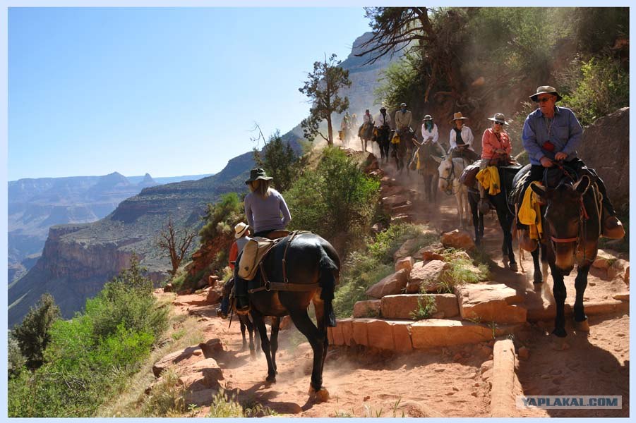Mule Grand Canyon