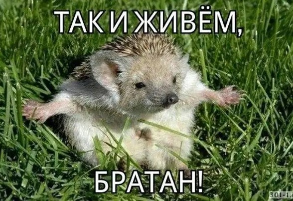 Как отучить кошку лазить по столу?