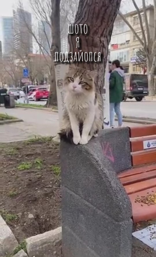Котовторнику посвящается