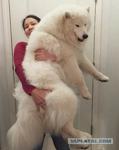Дочка хочет собаку
