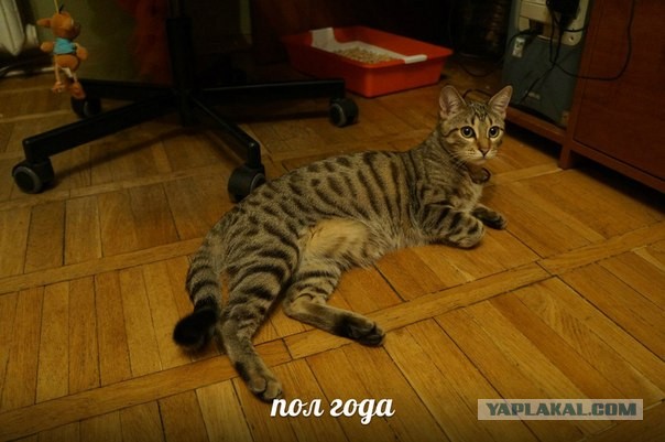 О бенгальских котах на наглядном примере