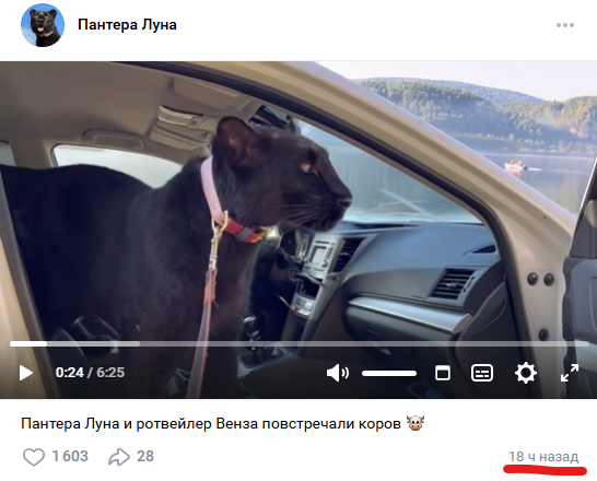 Котик