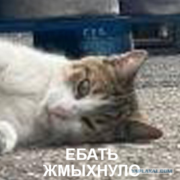 В Великобритании найден котик, который любит пиво