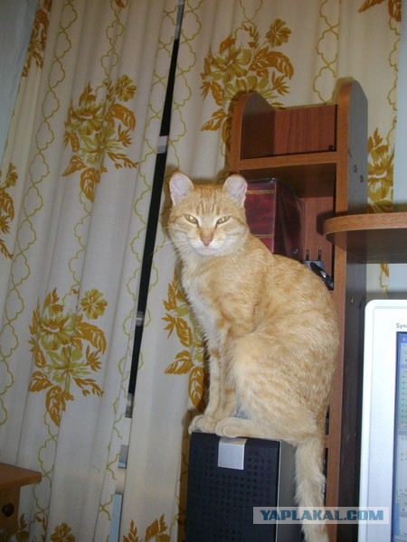 Котовторник 9.07.2013