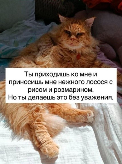 К котовторнику: подборка картинок-баянов с котиками и про котиков. Выпуск 40.