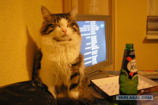 Котовторник 25.11.2014