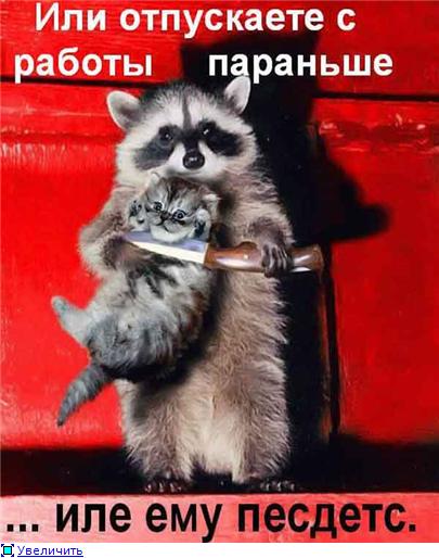 20 правил жизни енотов