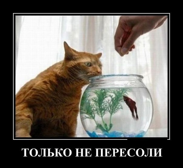 Веселое из сети