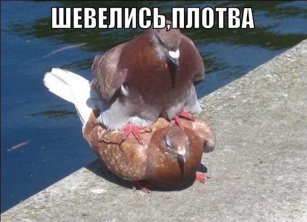 Шевелись, плотва!