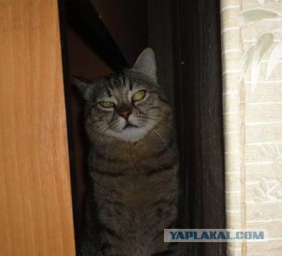 Забавные коты, ведущие себя как офисные работники