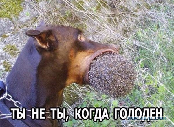 Как я спас крысу, которая спасла меня
