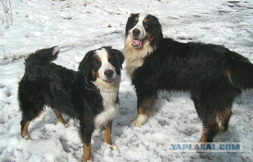 Собакочетверг же, ау!