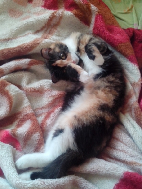 Наш Котяра