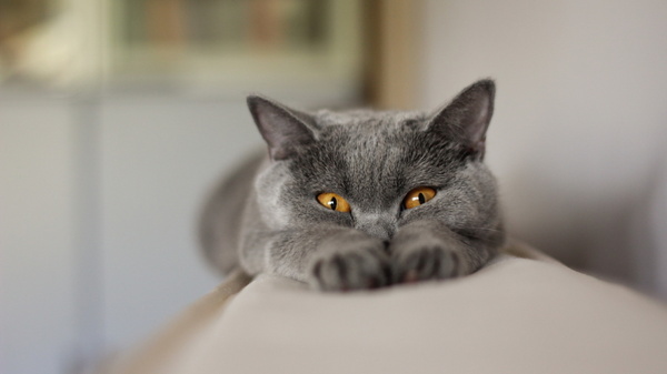 Котовторник